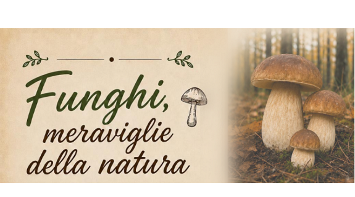 Funghi News